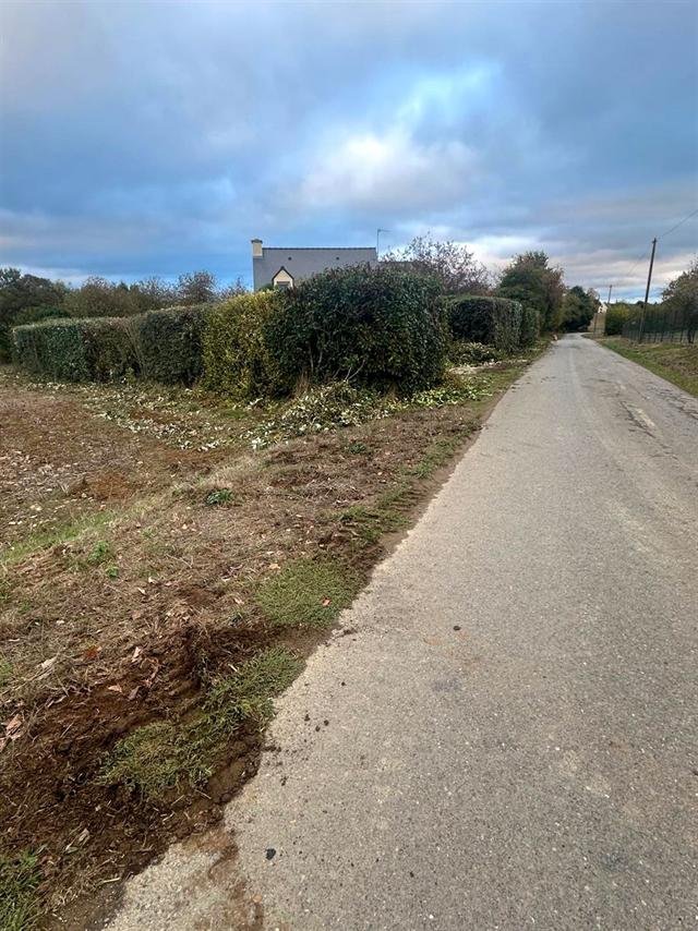 Longue haie taillée au carré le long d'une petite route de campagne